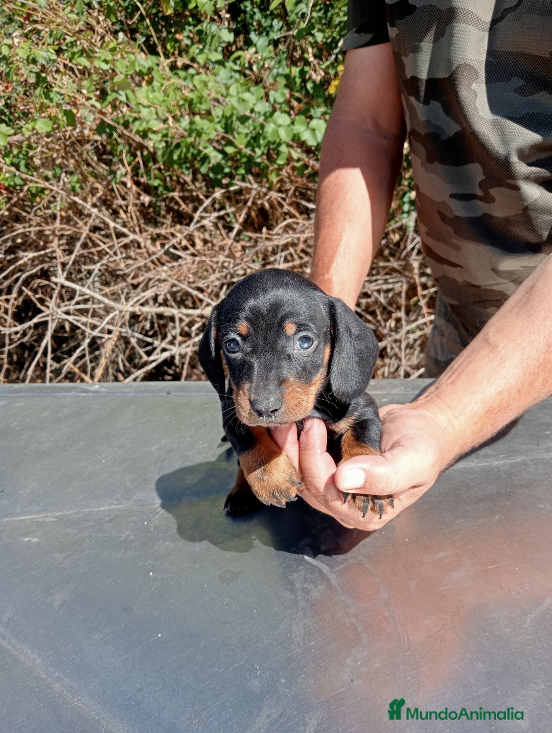 Teckel Miniatura perros en venta: Cachorros de teckel mini - Imagen 3