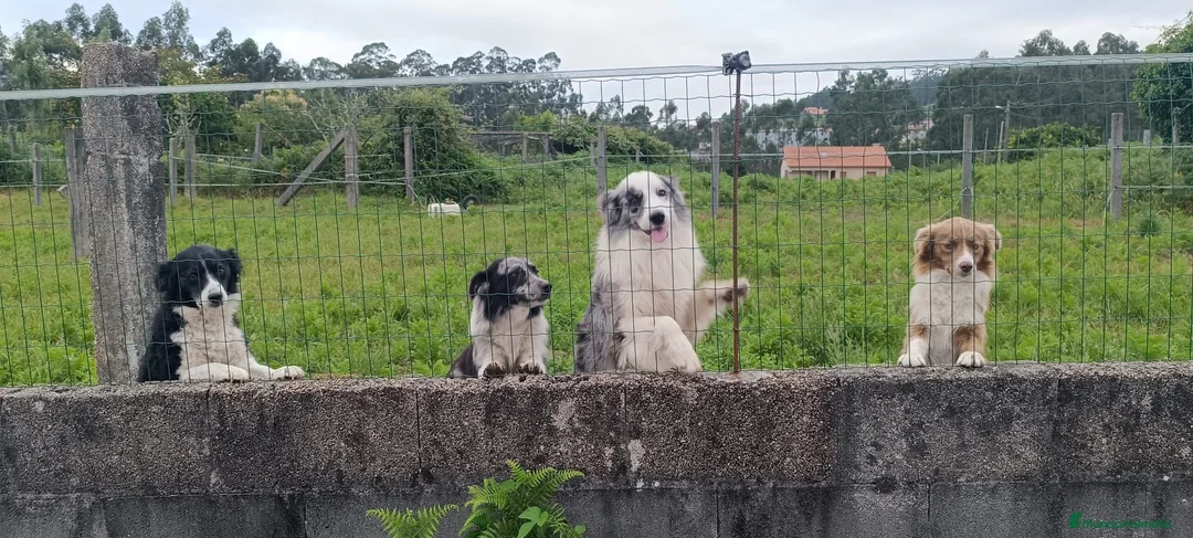 Border Collie perros en venta: Se venden border collie - Anuncio 2