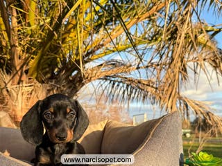 Teckel Miniatura perros TECKEL NEGRO FUEGO - Anuncio 7