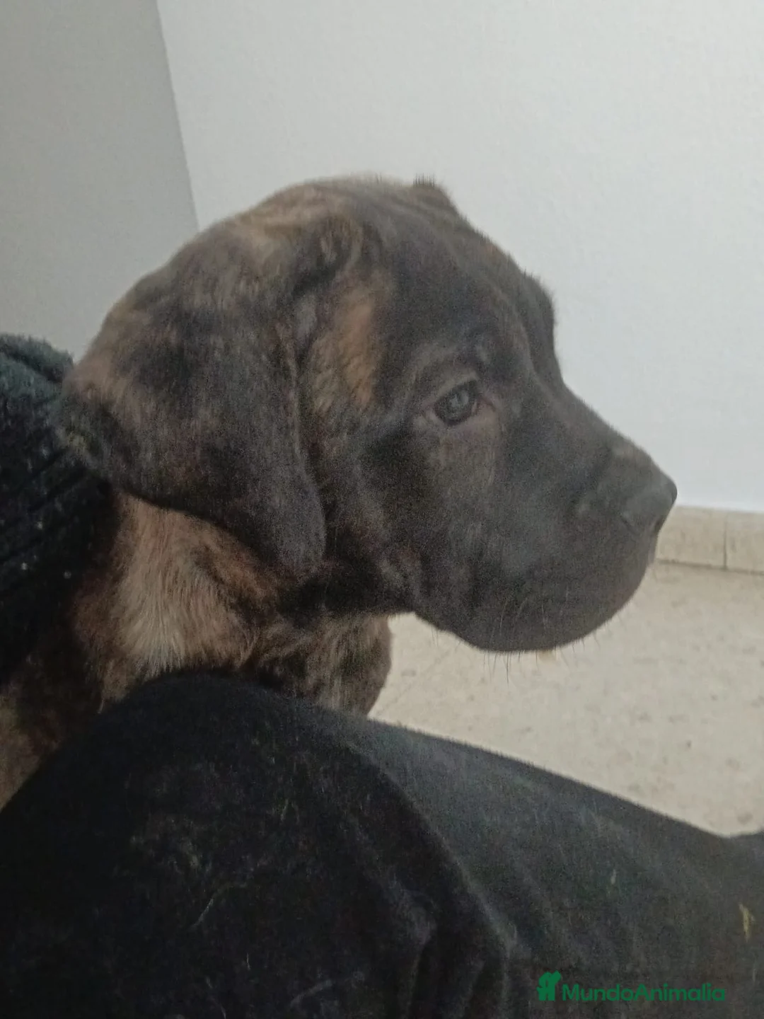 Cane Corso perros en venta: CACHORRO DE CANE CORSO  - Anuncio 1