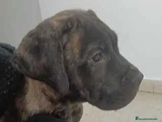 Cane Corso perros CACHORRO DE CANE CORSO - Anuncio 3