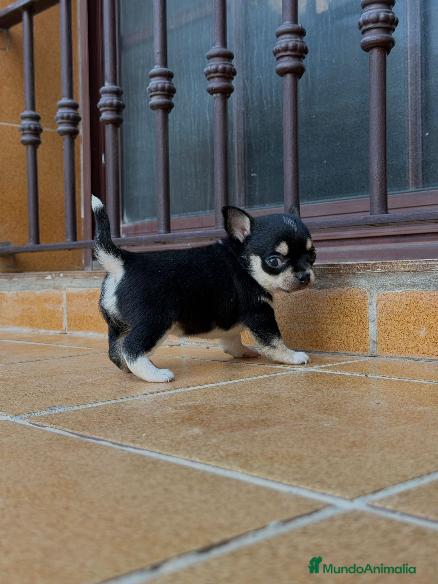 Chihuahua perros Camada Chihuahua  - Anuncio 1