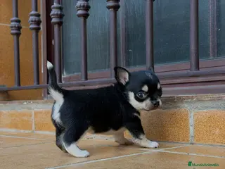 Chihuahua perros Camada Chihuahua - Anuncio 1