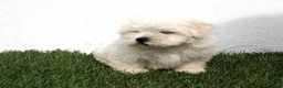 Bichón Maltés perros en venta: Bichon Maltes  - Anuncio 15