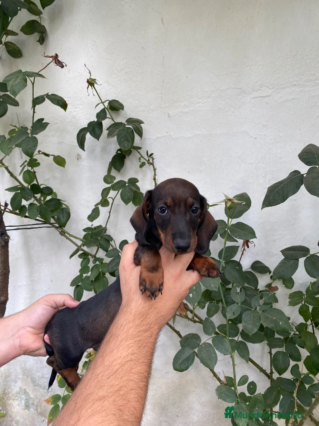 Teckel Miniatura perros en venta: Cachorros de Teckel Miniatura  - Anuncio 4