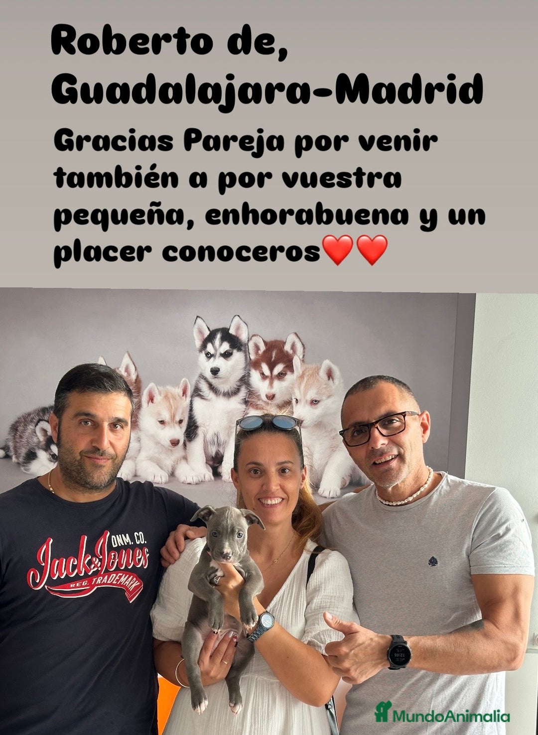 American Staffordshire-Terrier perros en venta: American Stanford, mis pequeños - Imagen 6