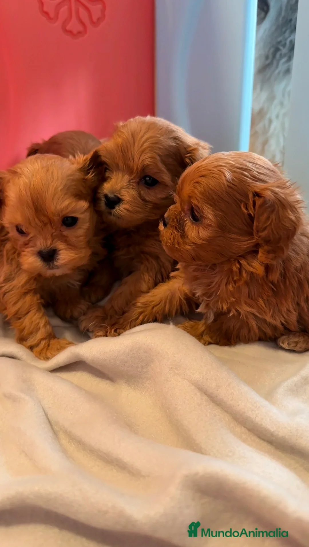 Shihpoo perros en venta: ShihPoo Cachorritos dorados y rojos - Anuncio 1