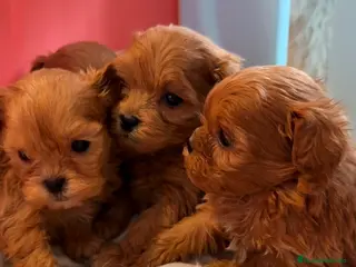 Shihpoo perros ShihPoo Cachorritos dorados y rojos - Anuncio 1