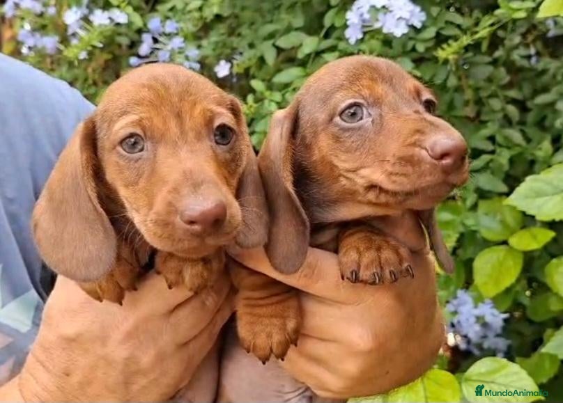 Teckel Miniatura perros TECKEL KANNINCHEN - Anuncio 7
