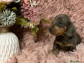 Teckel Miniatura perros teckel baratos - Anuncio 2