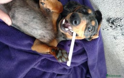 Teckel perros en venta: Teckel en venta en Barcelona - Imagen 2