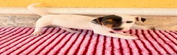 Jack Russell Terrier perros en venta: Jack Russell Terrier macho  - Anuncio 20