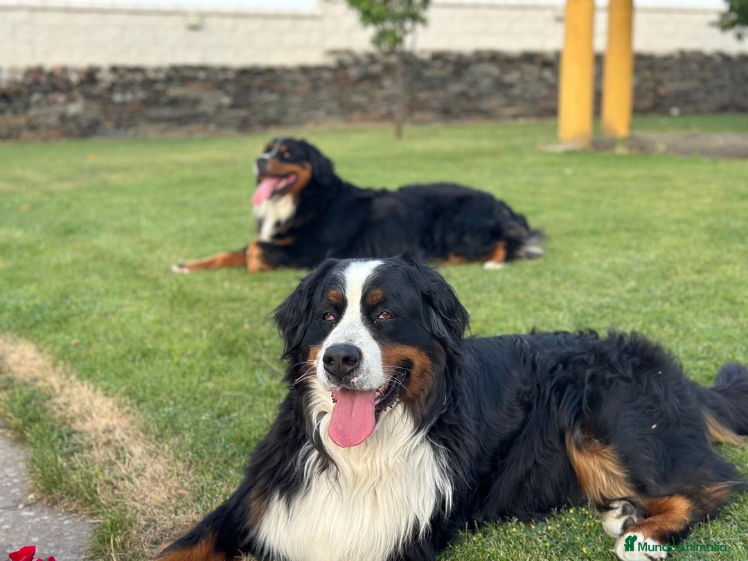 Boyero de Berna perros en venta: Boyero de Berna hembra  - Imagen 6