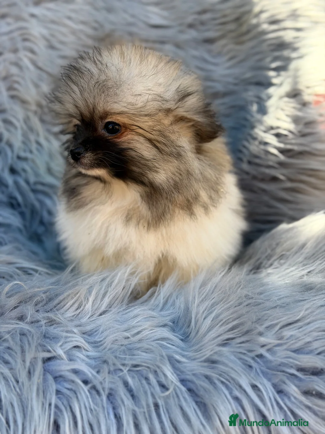 Pomerania perros en venta: Pomerania Toy   - Anuncio 1