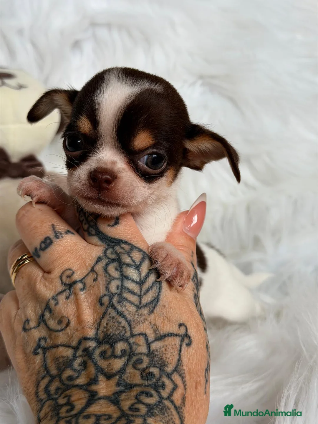 Chihuahua perros en venta: CHIHUAHUA TRICOLOR MACHO  - Anuncio 2
