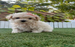 Maltipoo perros en venta: MALTIPOO MACHO - Imagen 10