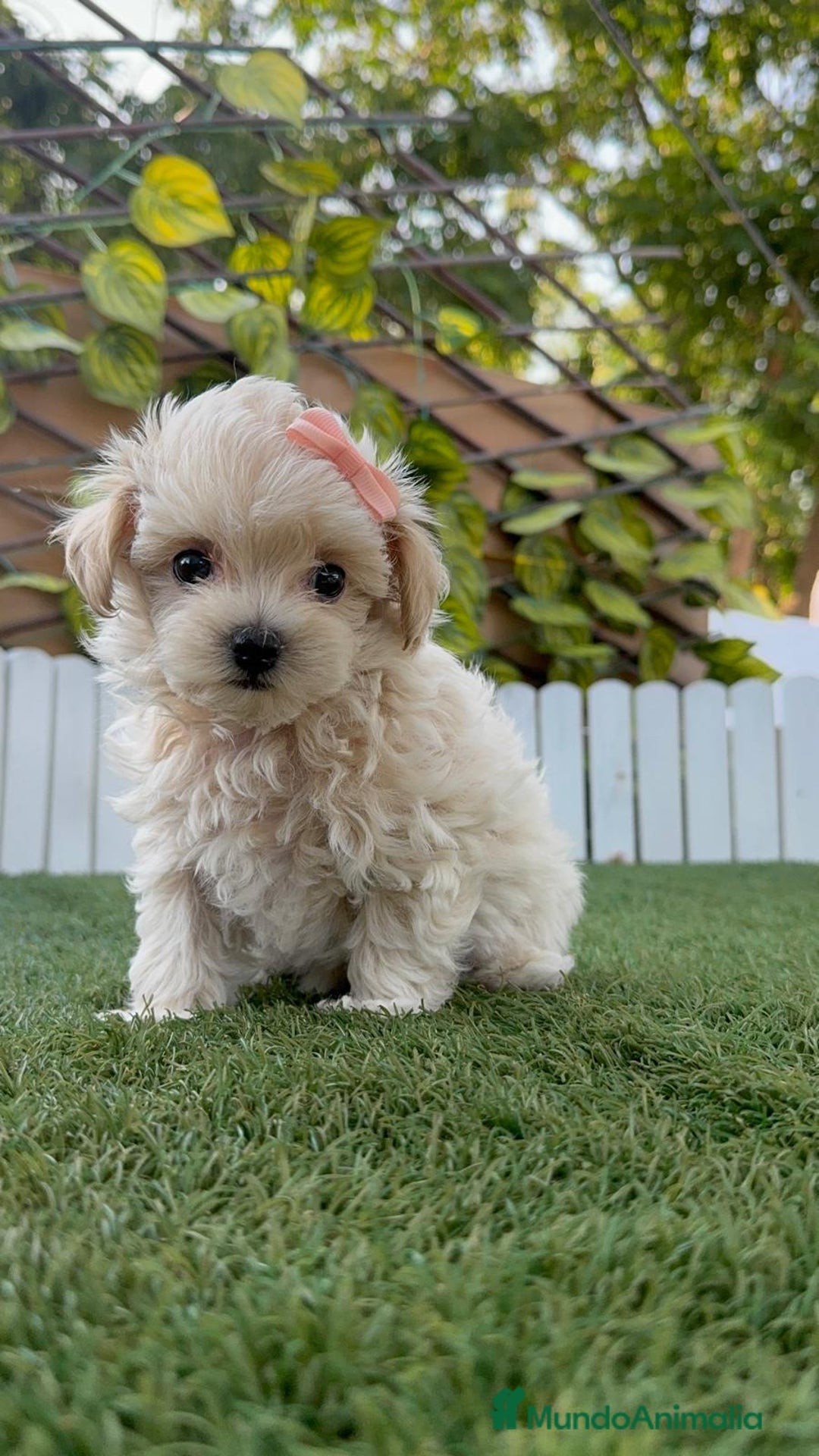 Maltipoo perros en venta: MALTIPOO MACHO - Imagen 10
