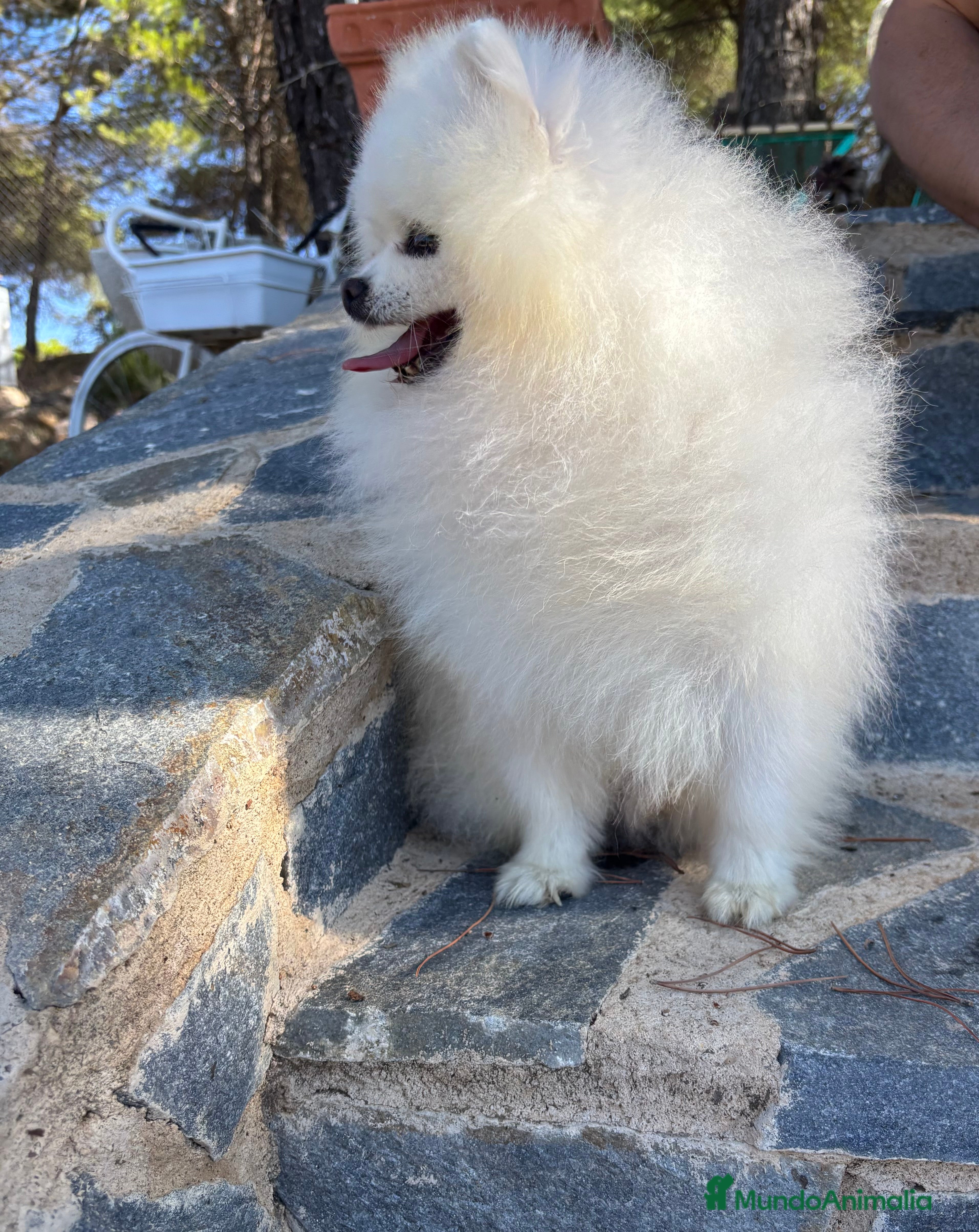 Pomerania perros Pomeranias muy bonitos !!! - Anuncio 2