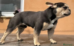 Bulldog Francés perros en venta: Bulldog francés Blue tan  - Imagen 6