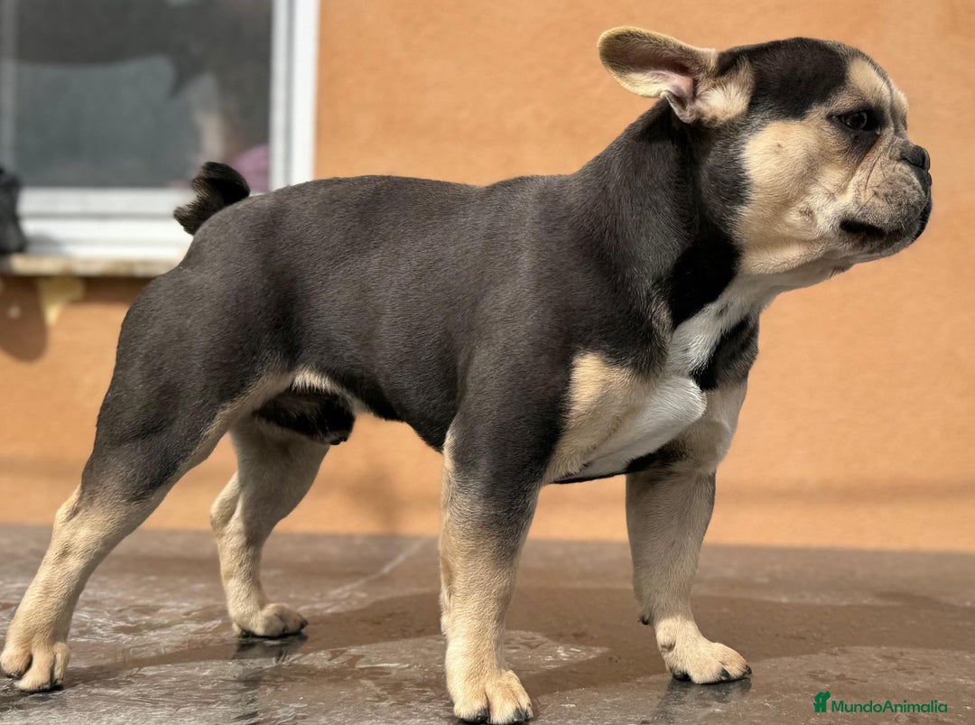 Bulldog Francés perros en venta: Bulldog francés Blue tan  - Imagen 6