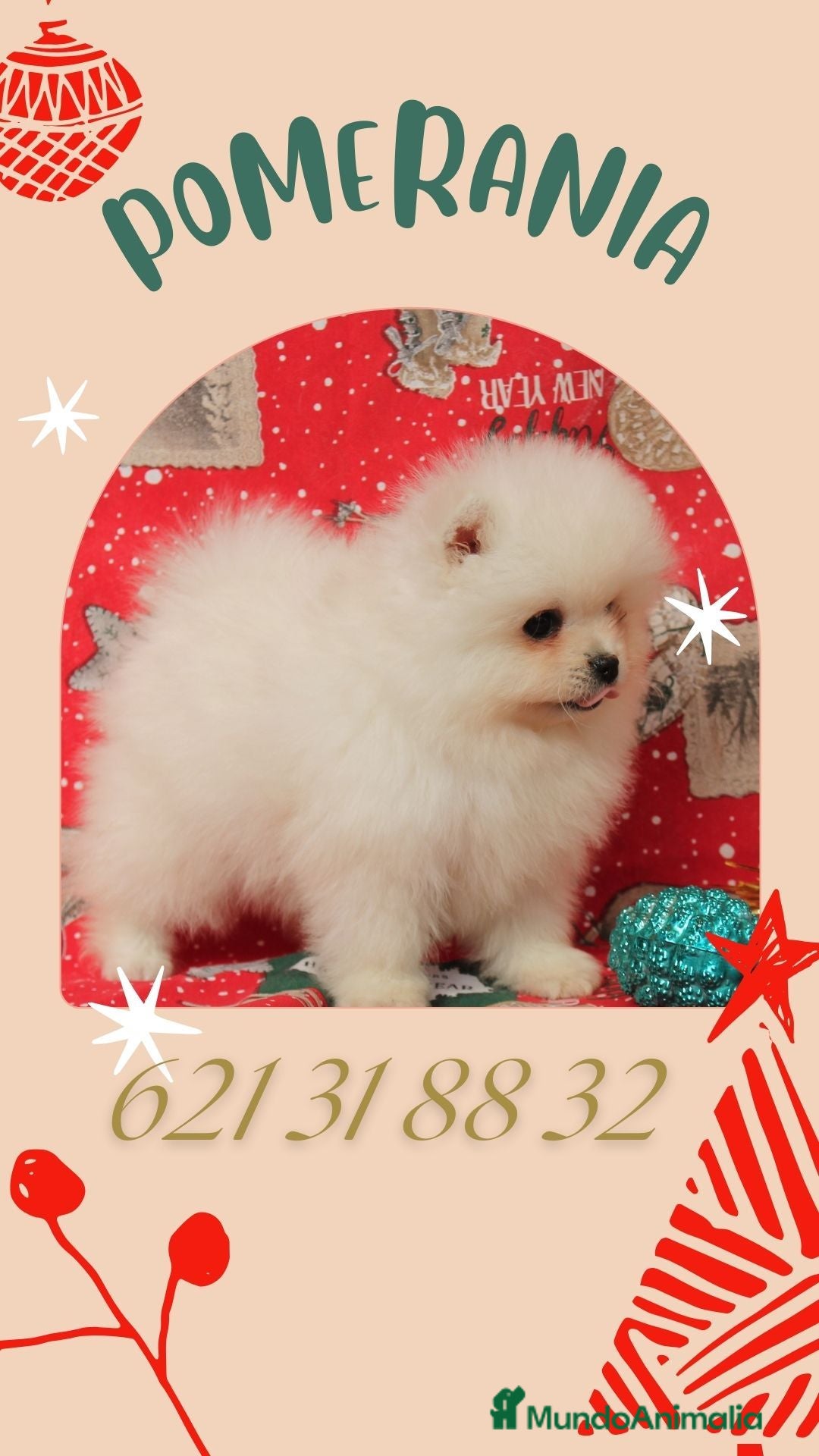 Pomerania perros IMPRECIOSNATES CACHORRITOS DE POMERANIAS  - Anuncio 1