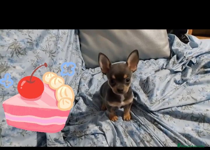 Chihuahua perros Chihuahua azul tang - Anuncio 1
