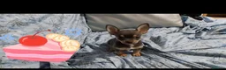 Chihuahua perros en venta: Chihuahua azul tang - Anuncio 1