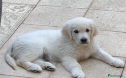 Golden Retriever perros en venta: Cachorros golden con pedigree  - Anuncio 14