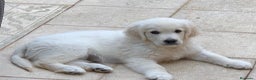 Golden Retriever perros en venta: Cachorros golden retriever  - Anuncio 14