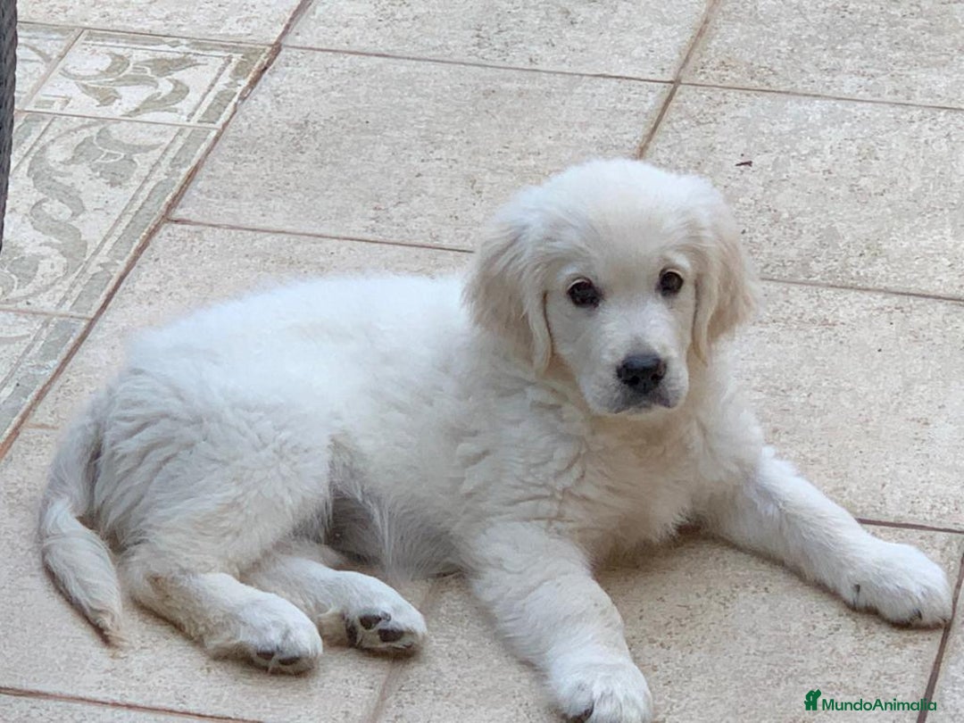 Golden Retriever perros en venta: Cachorros golden con pedigree  - Anuncio 14