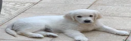 Golden Retriever perros en venta: Cachorros golden retriever con pedigree  - Anuncio 14