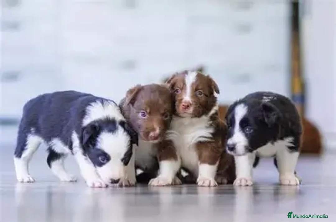 Border Collie perros en venta: BORDER COLLIE , MERLE Y BICOLOR.  - Anuncio 2