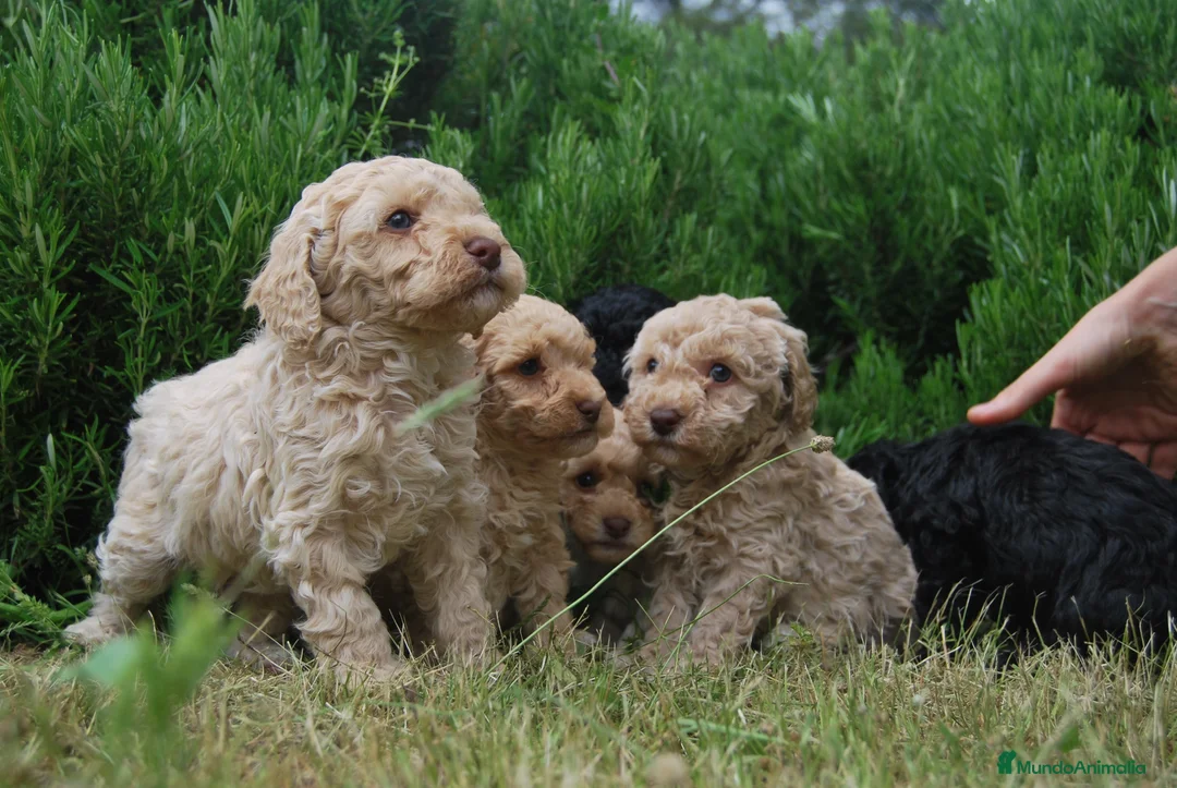 Caniche Toy perros en venta: Cachorros de Caniche toy y enano en Madrid - Anuncio 4