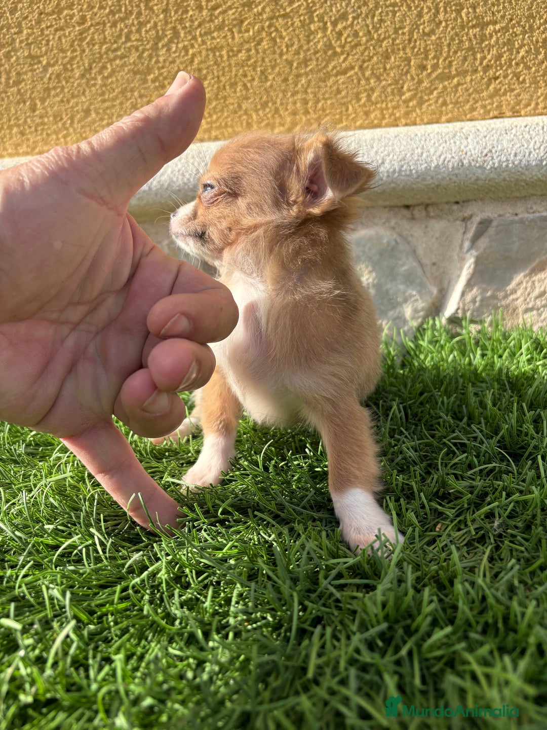 Chihuahua perros en venta: Chihuahua mini Toy pelo largo chocolate - Anuncio 19