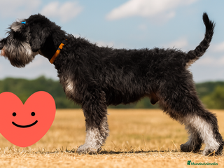 Schnauzer Miniatura perros - Anuncio 1
