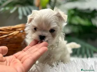 Bichón Maltés perros BICHON MALTES LINEA COREANA - Anuncio 2