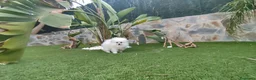 Pomerania perros en venta: lulu de pomerania - Anuncio 3