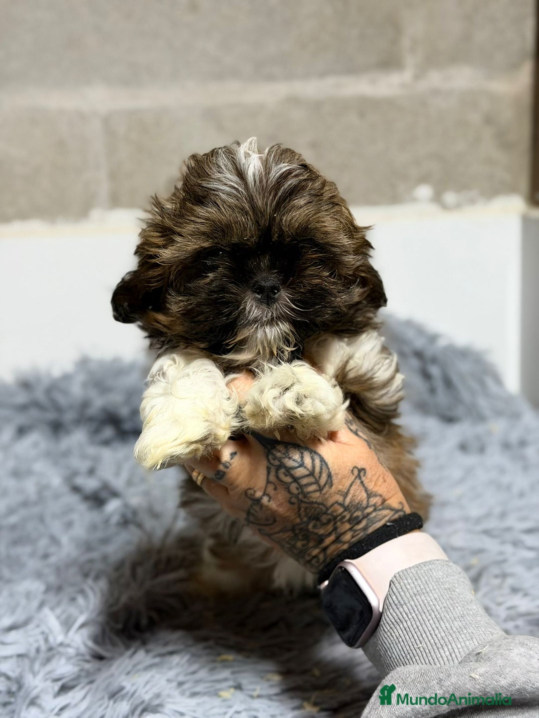 Shih Tzu perros en venta: SHIH TZU TRICOLOR - Anuncio 4