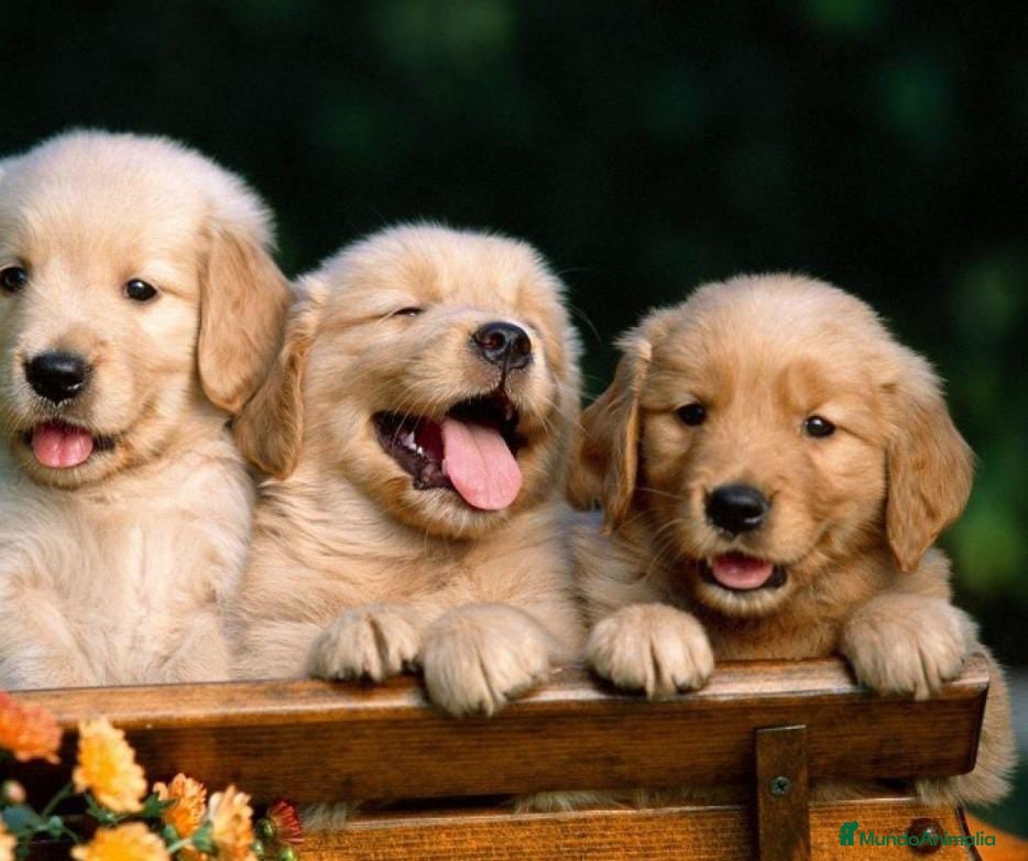 Golden Retriever perros Golden retriever - Anuncio 11