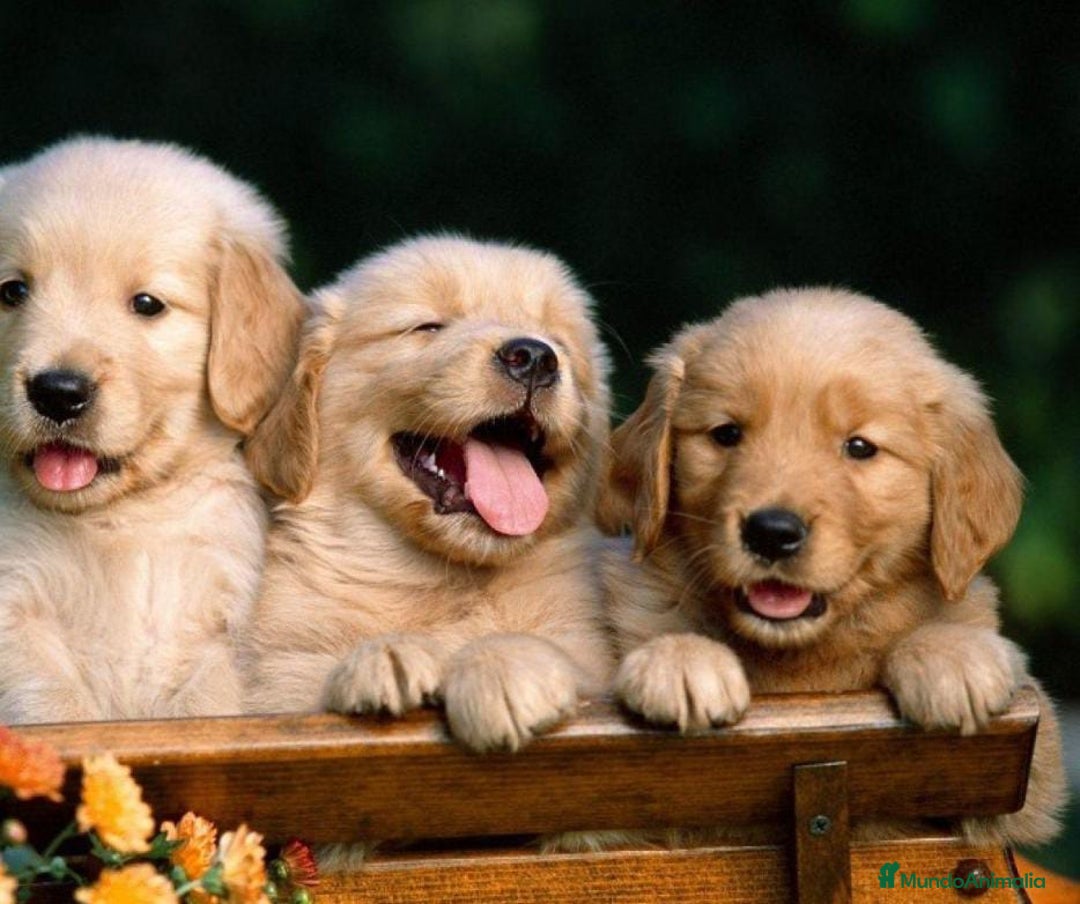 Golden Retriever perros en venta: Golden retriever en Badajoz - Imagen 1