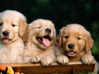 Golden Retriever perros en Badajoz - Anuncio 2