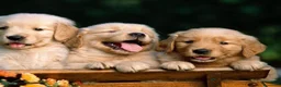 Golden Retriever perros en venta: Golden retriever en Badajoz - Anuncio 1