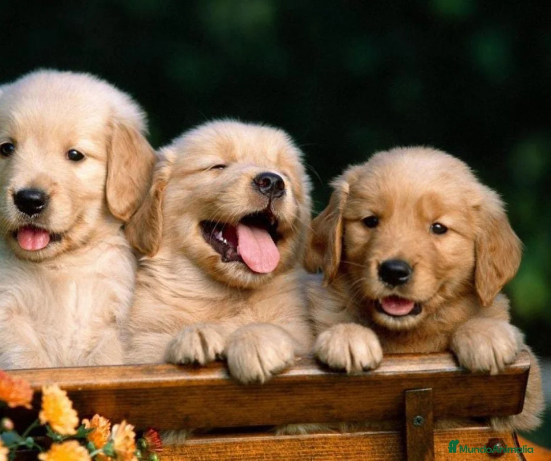 Golden Retriever perros en venta: Golden retriever en Badajoz - Anuncio 1