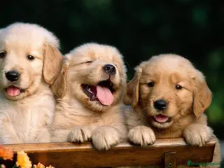 Golden Retriever perros Golden retriever - Anuncio 11