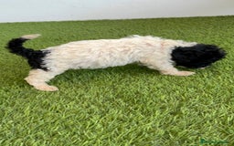 Perro de Agua Español perros en venta: PERRO DE AGUA ESPAÑOL HEMBRA - Imagen 8