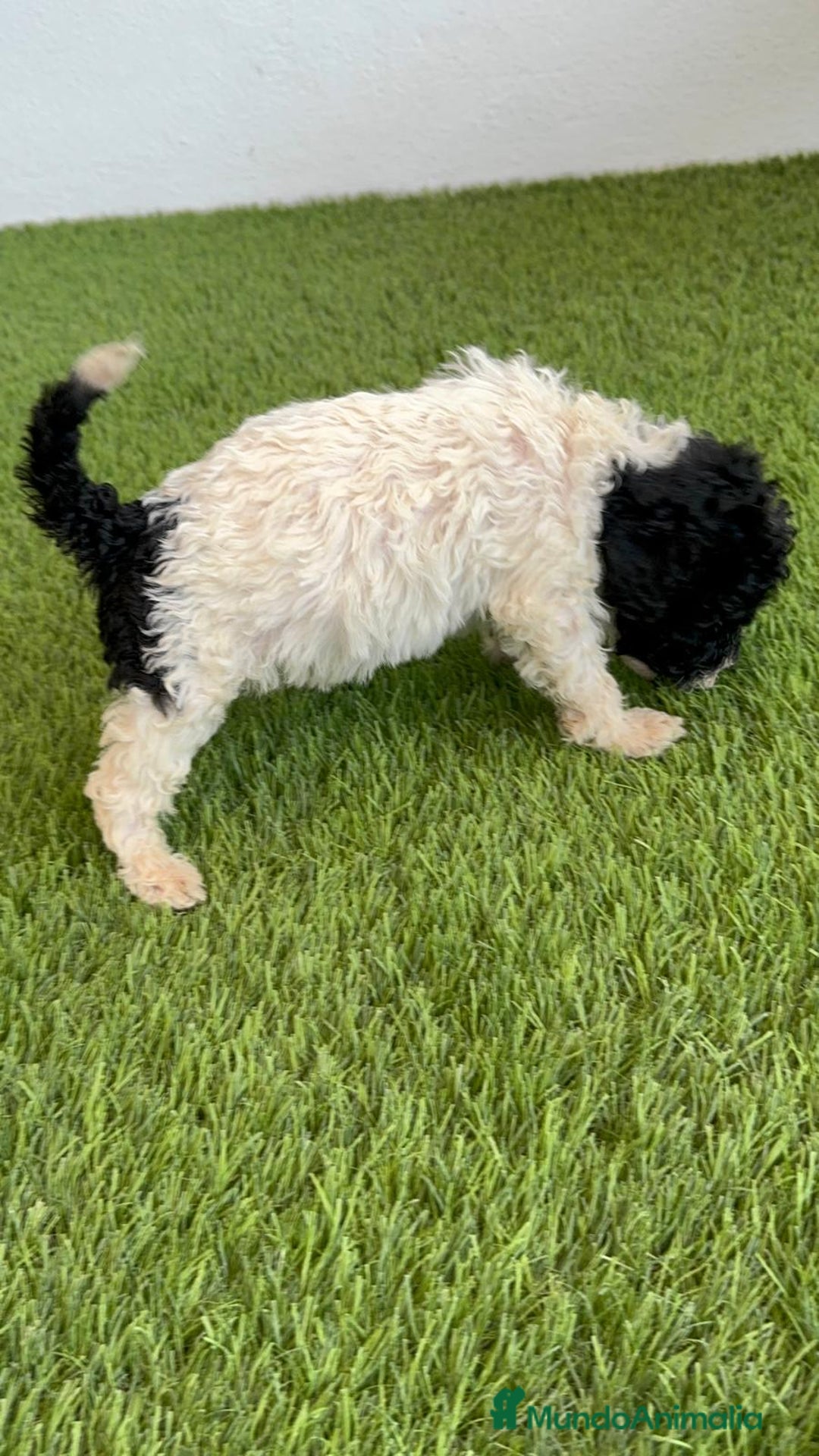 Perro de Agua Español perros en venta: PERRO DE AGUA ESPAÑOL HEMBRA - Imagen 8