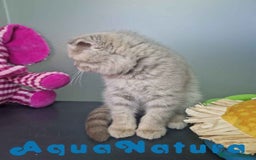 Scottish Fold gatos en venta: Scottish Fold Macho 7913 AQUANATURA - Imagen 5
