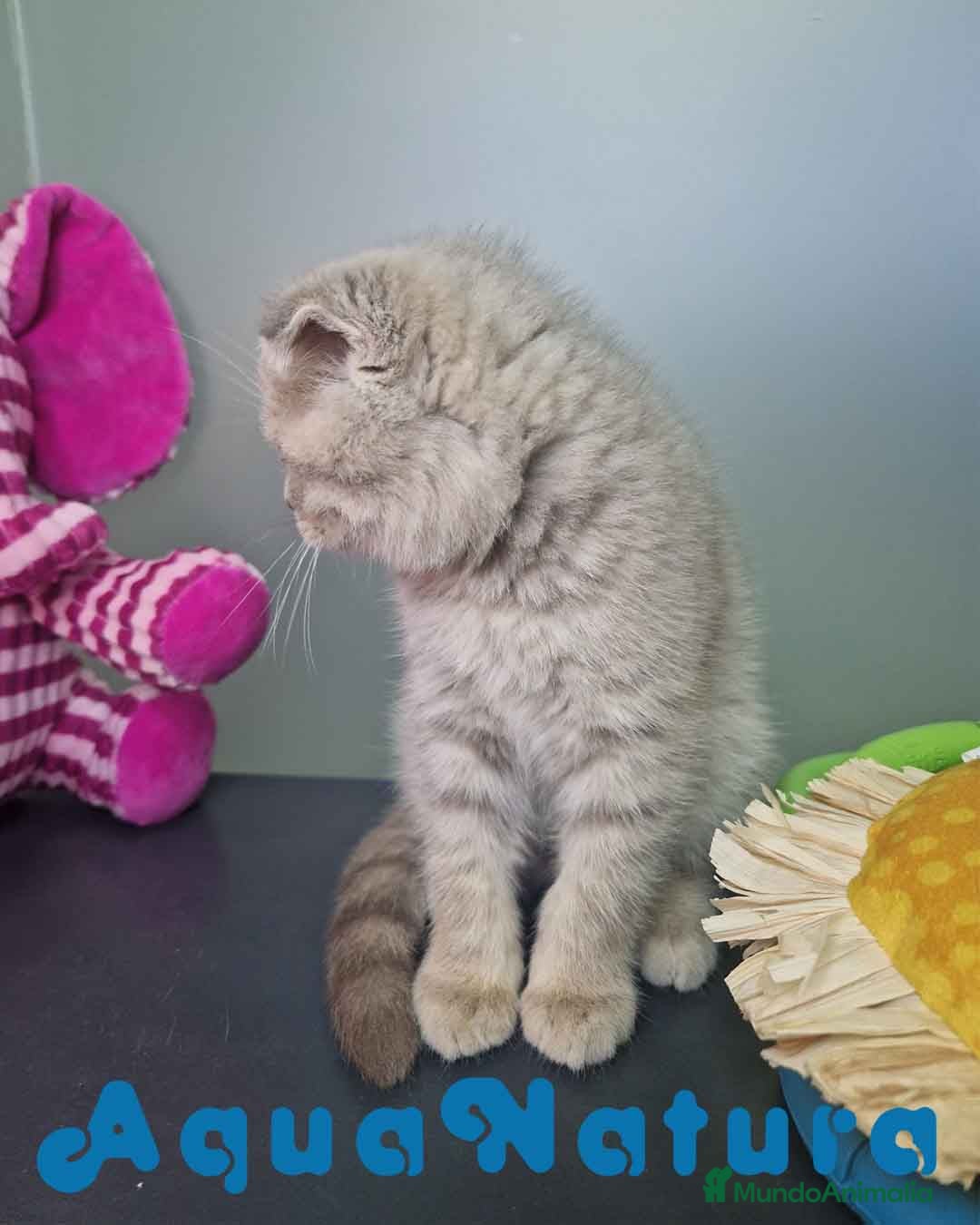 Scottish Fold gatos en venta: Scottish Fold Macho 7913 AQUANATURA - Imagen 5