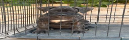 Presa Canario perros en venta: Cachorra de presa canario  - Anuncio 4