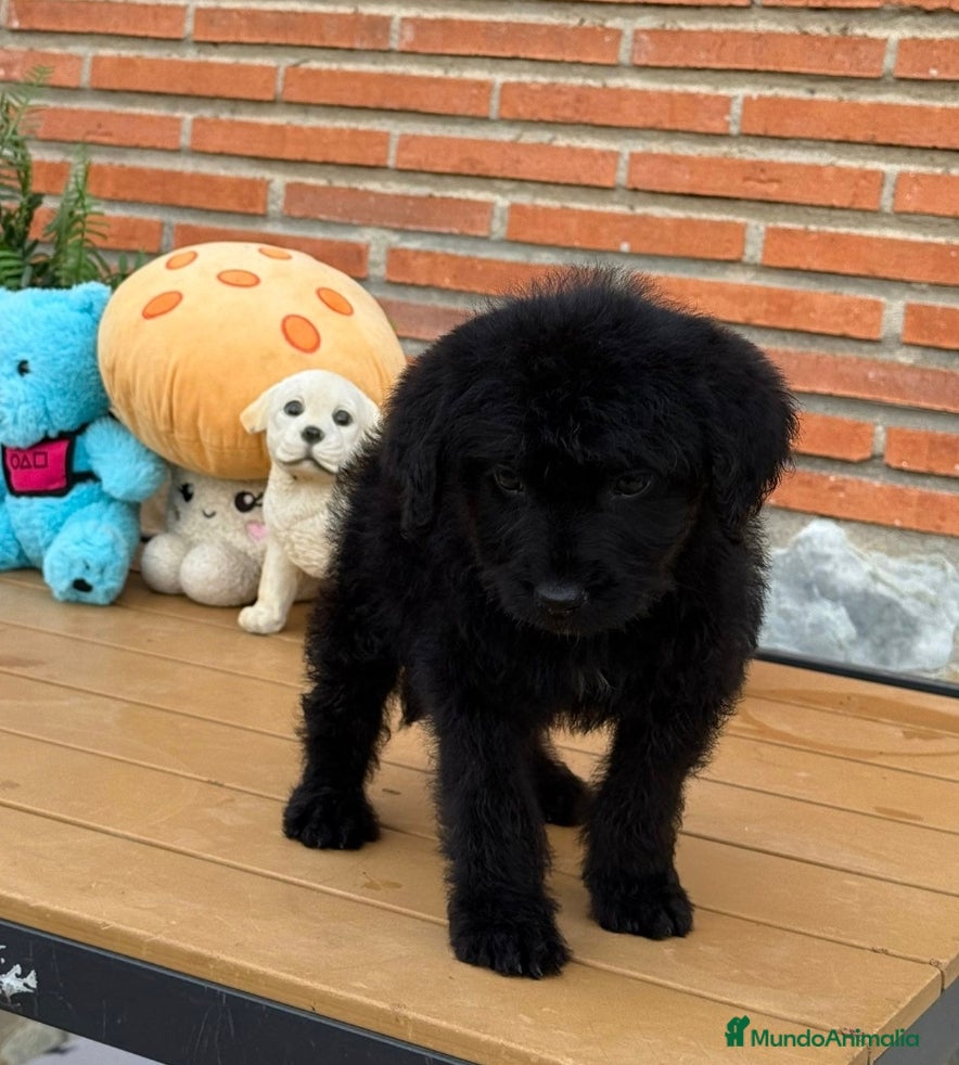 Perro de Agua Español perros Cachorros en adopcion  - Anuncio 1